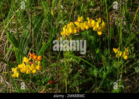 Fiori gialli di trifoglio Birdsfoil anche chiamato Birds-foot Deervetch in erba, corniculatus loto. Foto Stock