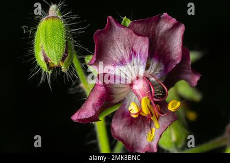 Il Phaeum di geranio, comunemente chiamato becco di gru fusky, piangente vedova o vedova nera, è una specie erbacea della famiglia delle Geraniacee. Fiori di Foto Stock