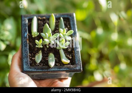 Donna tiene vaso di fiori con piccoli succulenti. Coltivazione e riproduzione di nuove piante di Echeveria da foglie. Foto Stock