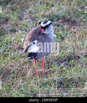 Il lapwing coronato (Vanellus coronatus), o il plover coronato, il Parco Nazionale di Masai Mara, Kenya Foto Stock