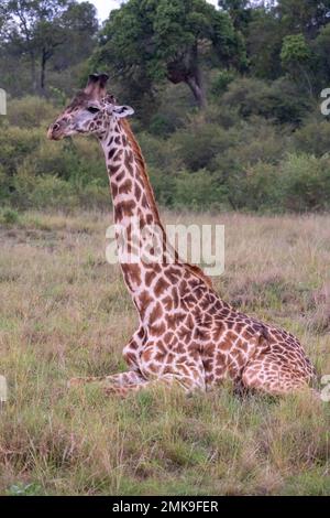 Giraffa Masai (Giraffa camelopardalis tipelskirchi o Giraffa tipelskirchi), Masai Mara, Kenya Foto Stock
