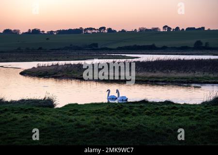 Due cigni sul fiume Cuckmere in una serata invernale, East Sussex, Inghilterra Foto Stock