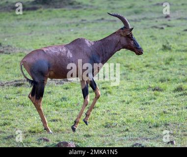 Topi antilope (Damaliscus lunatus jimela) running, Masai Mara National Park, Kenya Foto Stock