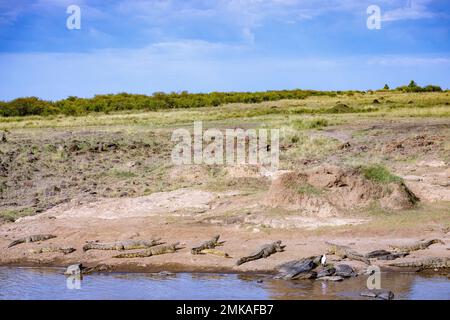 Coccodrilli del Nilo, Crocodylus niloticus, Massai Mara, Kenya Foto Stock