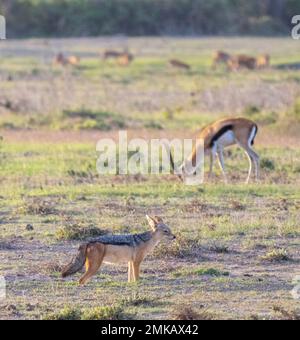 Black-backed jackal (Canis mesomelas) e gazzelle di Thomspon, Amboseli National Reserve, Kenya Foto Stock