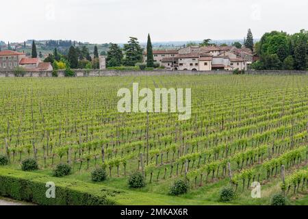 scena che si affaccia su un tipico vigneto toscano con le file di viti coltivate che si allungano Foto Stock