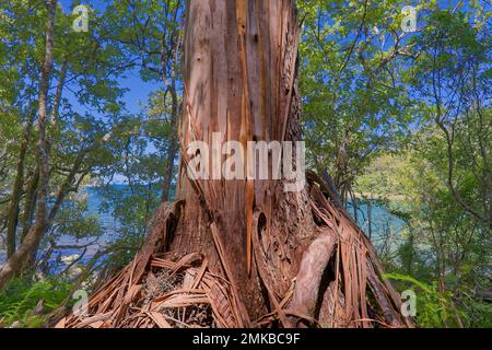 Base di un grande tronco di eucalipto blu con strisce di corteccia di scrapy nel Parco Nazionale Tasman, Tasmania, Australia Foto Stock