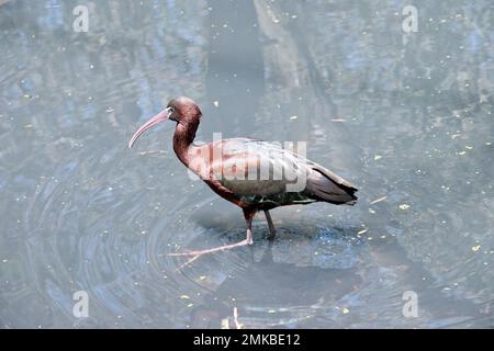 Il modello Glossy Ibis è caratterizzato da un design caratteristico, lungo e curvo verso il basso, di colore marrone oliva. La pelle del viso è grigio-blu con una linea bianca che si estende Foto Stock