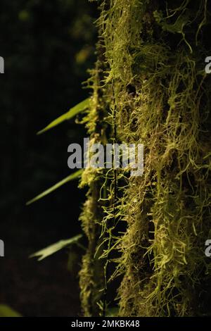 Vegetazione all'interno del Parco Nazionale El Arenal, Costa Rica, un luogo ricco di biodiversità Foto Stock