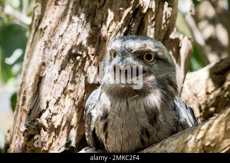 La frogmouth Tawny è grigio-argento, leggermente più pallida sotto, striata e chiazzata di nero e rufoso. L'occhio è giallo in entrambe le forme, e il largo, h Foto Stock