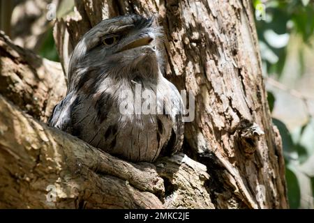 La frogmouth Tawny è grigio-argento, leggermente più pallida sotto, striata e chiazzata di nero e rufoso. L'occhio è giallo in entrambe le forme, e il largo, h Foto Stock