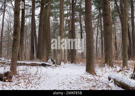 Paesaggio invernale sul Whispering Pines Trail al White Pines Forest state Park, Illinois, USA. Foto Stock