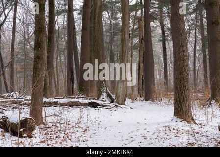 Paesaggio invernale sul Whispering Pines Trail al White Pines Forest state Park, Illinois, USA. Foto Stock