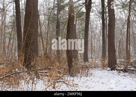 Paesaggio invernale sul Whispering Pines Trail al White Pines Forest state Park, Illinois, USA. Foto Stock