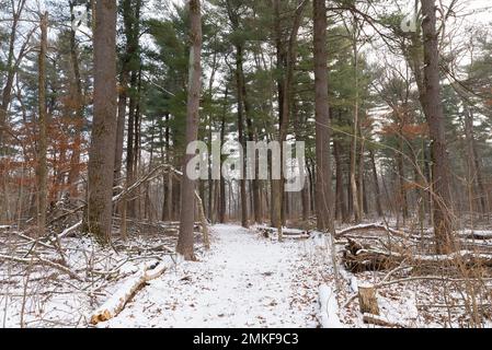 Paesaggio invernale sul Whispering Pines Trail al White Pines Forest state Park, Illinois, USA. Foto Stock