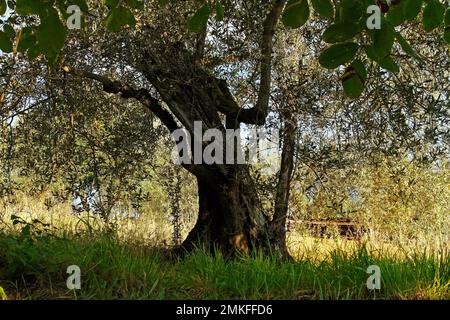 Silhouette di un bellissimo ulivo antico vicino a San Gimignano, Toscana, Italia Foto Stock