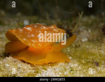 Raro nudibranco alieno nel Mar Mediterraneo. Una specie invasiva di nudibranchi che è entrata nel Mediterraneo dal canale di Suez. Foto Stock