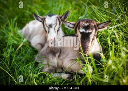 Una bella foto di due capre che giacciono insieme in erba Foto Stock