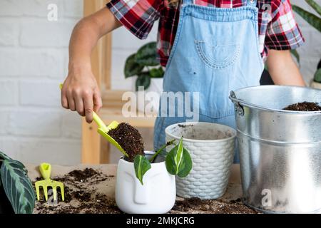 Ragazza trapianta un filodendro di pianta domestica in vaso in un nuovo terreno con drenaggio. Cura delle piante in vaso, irrigazione, fertilizzazione, spruzzare a mano la miscela w Foto Stock