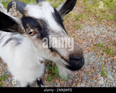 Ritratto di una capra in una fattoria nel villaggio. Bella capra guarda la fotocamera Foto Stock