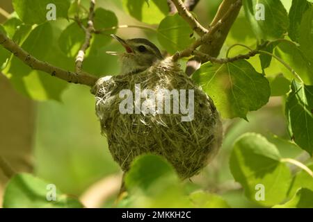 Un Vireo Warbling maschio, canta dal profondo del suo nido in un albero di aspen Foto Stock