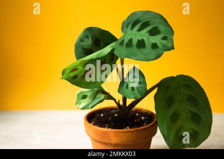 Bella maranta foglie con un ornamento su uno sfondo giallo primo piano. La famiglia delle Maranthaceae è una pianta senza pretese. Spazio di copia. Crescente cous in vaso Foto Stock