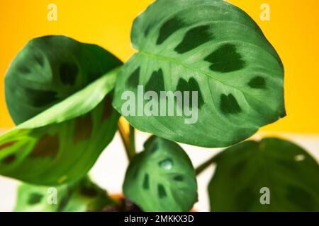 Bella maranta foglie con un ornamento su uno sfondo giallo primo piano. La famiglia delle Maranthaceae è una pianta senza pretese. Spazio di copia. Crescente cous in vaso Foto Stock