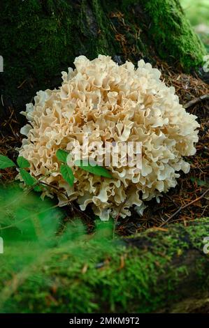 Grifola frontosa primo piano nella foresta vicino a un tronco di albero, un grosso fungo riccio nella foresta. Foto Stock