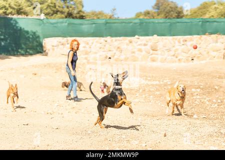 Gruppo di cani che giocano con una palla e il loro proprietario in un parco Foto Stock