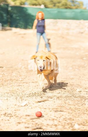 Il proprietario lancia una palla a un cane per giocare in un parco Foto Stock