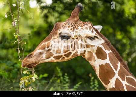 Giraffe (Giraffa camelopardalis) mangiare foglie allo Zoo Atlanta African Savanna habitat ad Atlanta, Georgia. (USA) Foto Stock