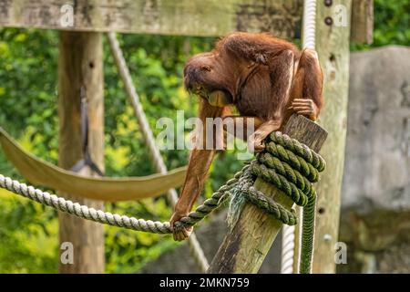 Orangutan reggendo la corda allo Zoo Atlanta vicino al centro di Atlanta, Georgia. (USA) Foto Stock