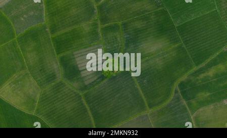 Una vista alta degli alberi nel mezzo delle risaie Foto Stock