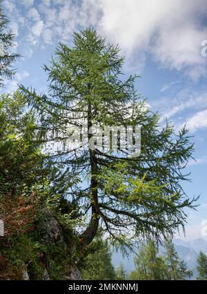 Larice europeo, Larix decidua. Foto scattata nelle Alpi Bavaresi, Berchtesgadener Land Baviera in Germania Foto Stock