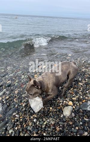 Piccolo cane animale domestico che tiene in bocca una bottiglia di plastica, che ha catturato in acqua di mare. Rifiuti plastici problema globale inquinamento ambientale Foto Stock