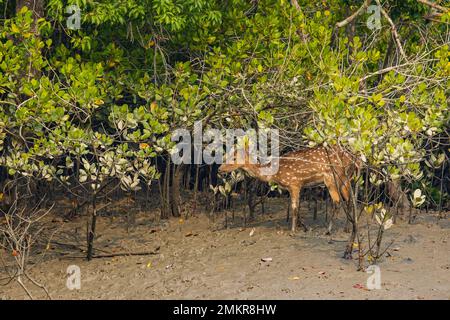 Un cervo punteggiato che si erge sulla riva del fiume circondato da alberi di mangrovie nel Parco Nazionale di Sunderban Foto Stock