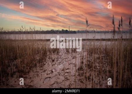 Dawn su letti di canna sul fiume exe Foto Stock