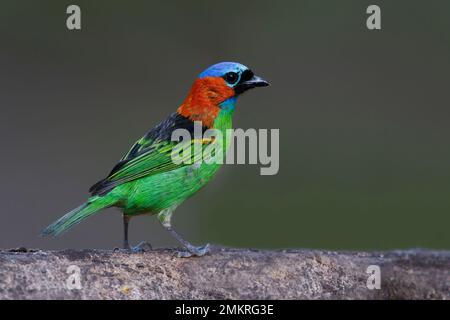 Tanager a collo rosso, Peruibe, SP, Brasile, agosto 2022 Foto Stock