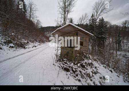 passeggia attraverso una foresta vinicola nell'europa centrale Foto Stock