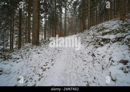 passeggia attraverso una foresta vinicola nell'europa centrale Foto Stock