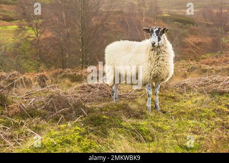 Swaledale mule pecora o femmina di pecora in inverno, allerta e si trovava in una brughiera aperta e non recintata nelle valli dello Yorkshire, rivolta in avanti. Orizzontale. Spazio Foto Stock