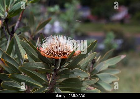 Primo piano della fioritura rosa, rossa, arancione e bianca di Protea Flower Foto Stock