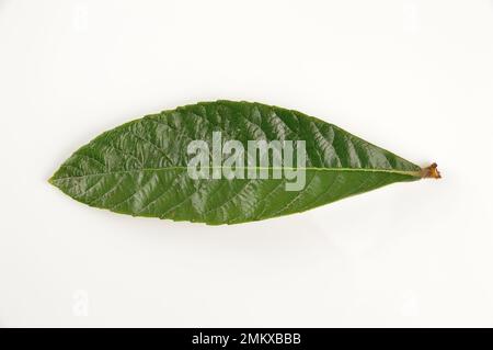 Foglia di loquat o Eriobotrya japonica isolato su sfondo bianco Foto Stock