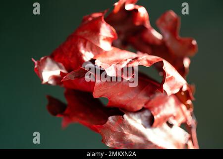 Macro fotografia di foglie ruvide di quercia, colore rosso alla moda. Foto Stock
