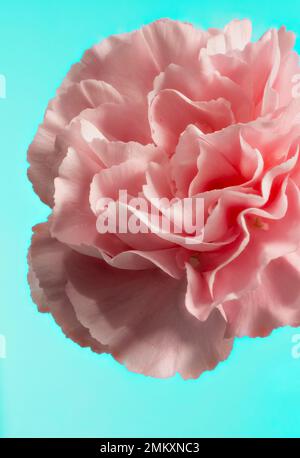 Primo piano di un fiore di garofano rosa, fotografato su uno sfondo blu Foto Stock