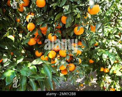 Mandarin piantagione con frutti maturi in Israele. Foto Stock