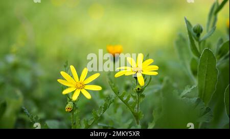 Sfondo verde sfocato con fiori gialli per il biglietto d'auguri. Foto Stock
