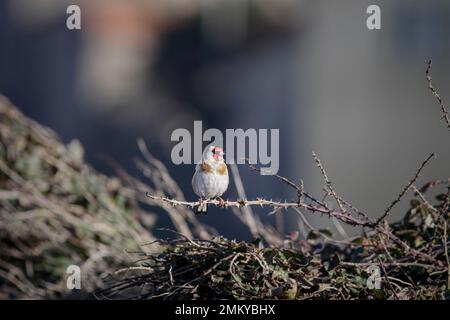 Il bardfinch cantato appollaiato su un bardamble asciutto. Costa del portogallo settentrionale. Foto Stock