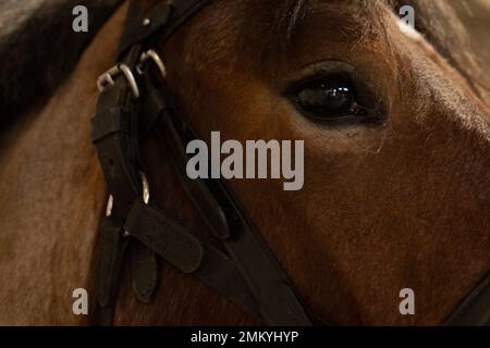 Cavallo wok in legno Foto Stock