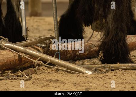 Cavallo wok in legno Foto Stock